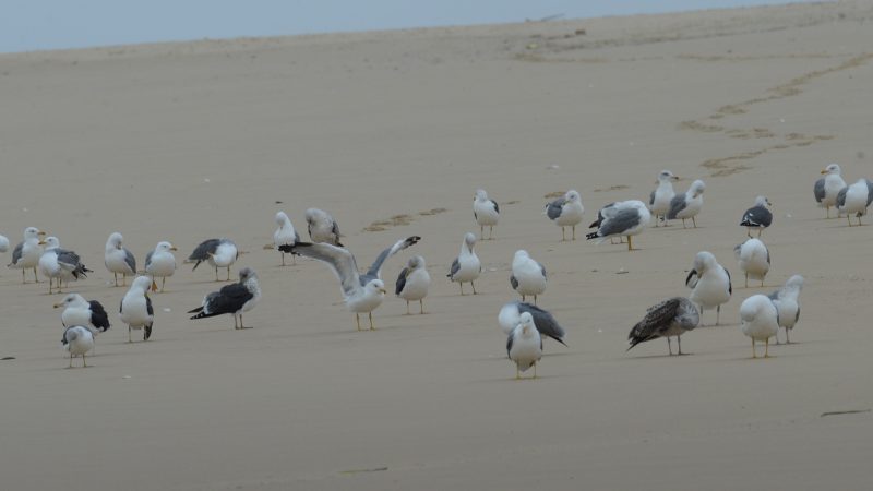 Goélands leucophées et bruns